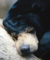 Dreaming for Peace
